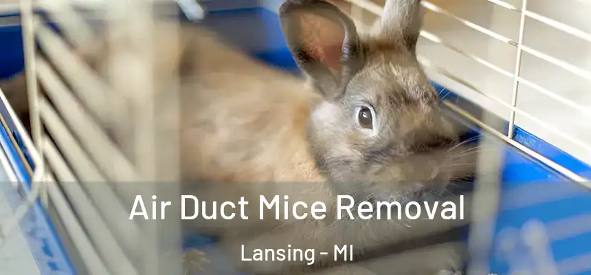 Air Duct Mice Removal Lansing - MI